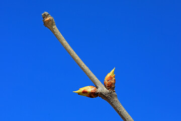 Obraz premium Clove bud in the background of blue sky, North China