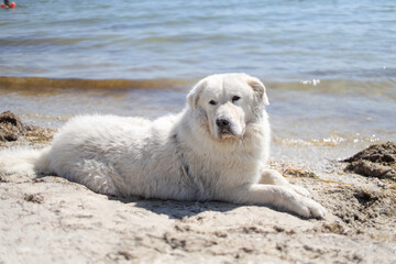 Big ebedient dog labrador is lying on the Beautiful sandy beach of Dzharylhach island near wild seaside water and cooling on the beach