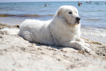 Big obedient dog labrador is lying on the Beautiful sandy beach of Dzharylhach island near wild seaside water and cooling on the beach.     training, companionship bonding and relationship, petting  