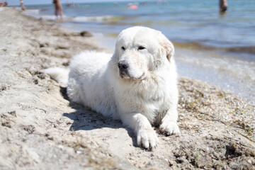 Big ebedient dog labrador is lying on the Beautiful sandy beach of Dzharylhach island near wild seaside water and cooling on the beach, home pets, care, leisure concept , rest seaside, ocean