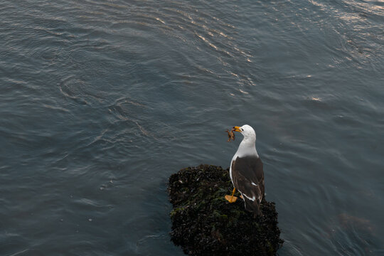 Gaviota cazando en la Playa