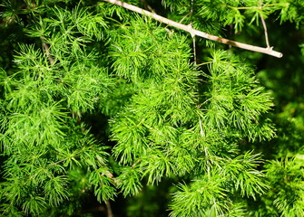 Bright green color of Ming Fern plant