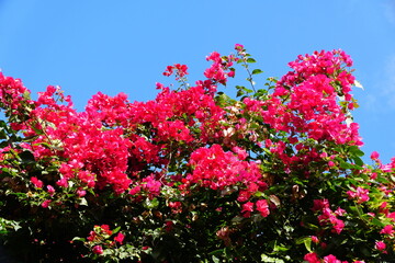 Beautiful spread of clusters of pink bougainvillea flowers