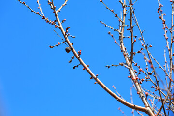 Close up of peach blossom bud in natural state