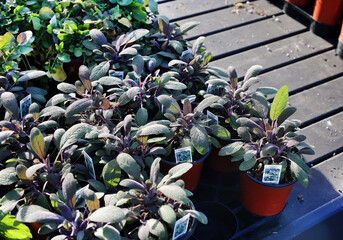 purple sage seedlings 