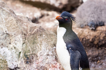 Rockhopper penguin with attitude