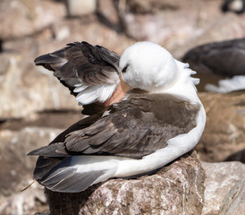 Black-browed albatross preening