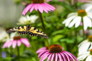 Eastern Tiger Swallowtail Butterfly flying among the echinacea