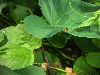 ladybug on a leaf