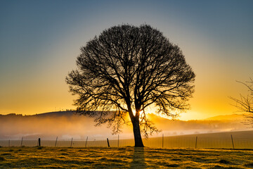 Silhouette of an oak tree at sunrise near Jefferson, Oregon