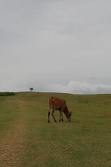 cow in the field