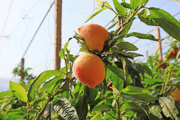 The ripe peaches in the greenhouse are on the farm