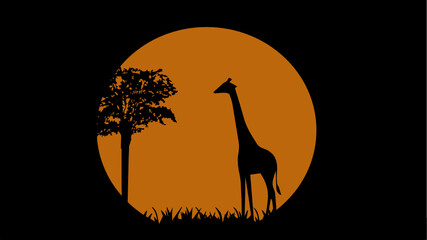 Giraffe silhouette, sunset