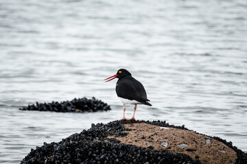 pájaro en el mar 