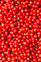 Red Elderberries