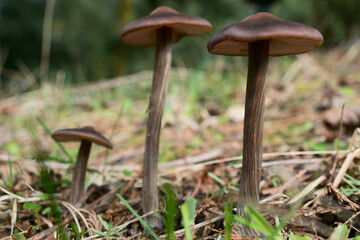 Spring Mushrooms in the Forest