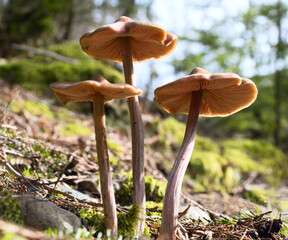 Spring Mushrooms in the Forest