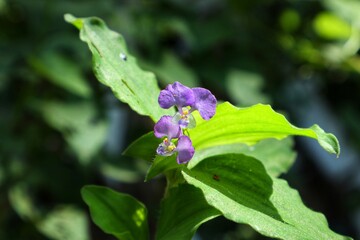 butterfly on a flower