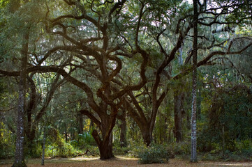 Twisted Live Oaks