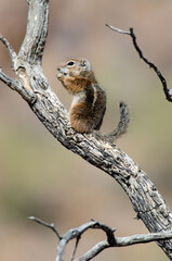 Harris' Antelope Squirrel (Ammospermophilus harrisii)