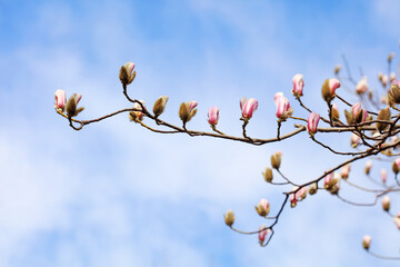 Blooming magnolia flowers in the blue sky