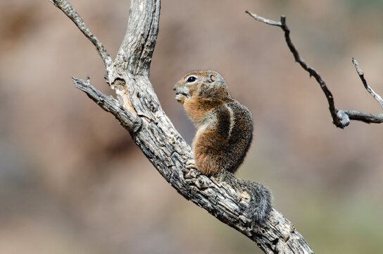 Harris' Antelope Squirrel (Ammospermophilus Harrisii)