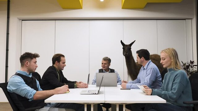 Llama being fed at a business meeting in a modern corporate office.