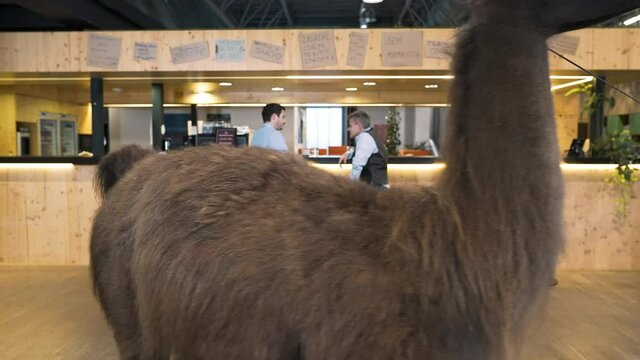 Llama being walked around an office cafeteria,business meeting.