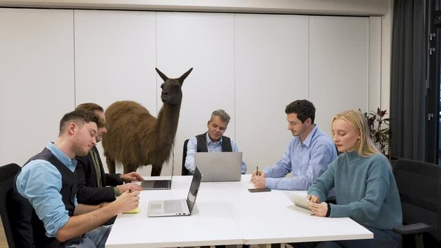 Business project meeting in a modern startup office with a llama.