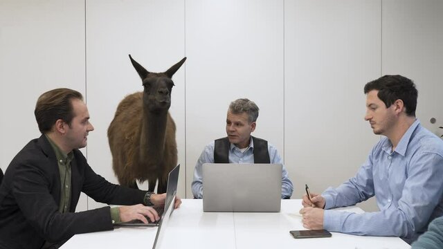 Llama Observing A Business Meeting Argument In A Modern Startup Office.