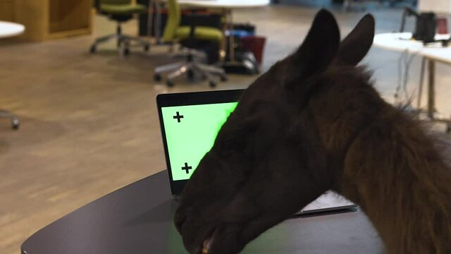 Llama being fed from an office desk next to a green screen laptop.