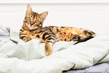 Beautiful short-haired young cat lying on bed at home. Tabby cat in bedroom.