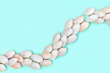 White and soft pink shells on turquoise color paper. Summer design background with natural beautiful seashells.