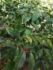 coffee tree with lush leaves
