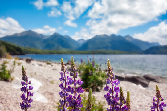 Purple lupine flowers in the foreground and Lake Manapouri and the mountain blurred in the background, in New Zealand, South Island.
