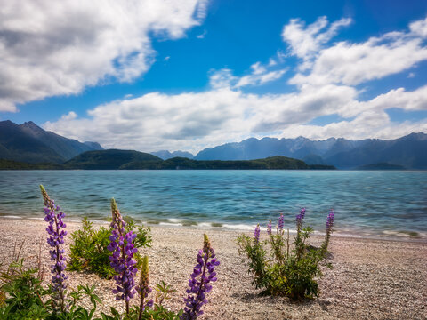 Quiet time on a beautiful day at Lake Manapouri with soft waves on the shore of the alpine lake and purple lupine flowers in the foreground in New Zealand, South Island.