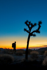 joshua tree dawn sunrise