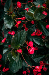 Texture of red flowers and green leaves wallpaper