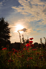 Obraz premium poppies in the sunset