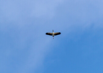 Tiro de ángulo bajo de una cigüeña volando en el cielo