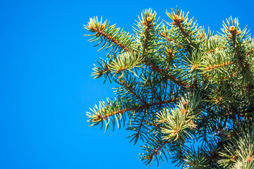 Fir branches with fresh shoots in spring on blue sky background.