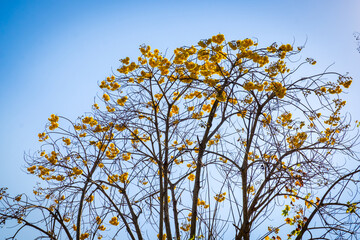 Cochlospermum regium or Yellow Flax 001