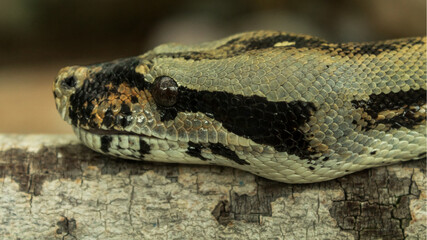 Close up of a light green snake head laying on a log