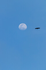 Tiro de ángulo bajo de un zopilote negro volando en el cielo junto la Luna.