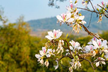 Beautiful white blooming Mountain ebony flower, Orchid flower, Purple bauhinia