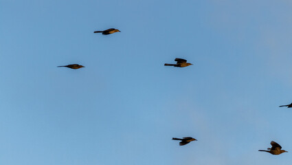 Bandada de zanates mexicanos volando