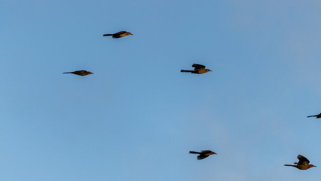 Bandada de zanates mexicanos volando