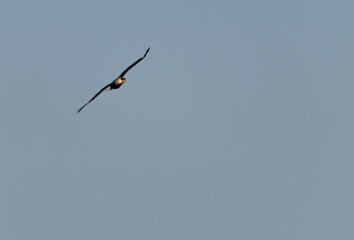 Primer plano de un pájaro caracara quebrantahuesos volando en el cielo azul sin nubes