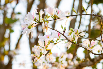Beautiful white blooming Mountain ebony flower, Orchid flower, Purple bauhinia