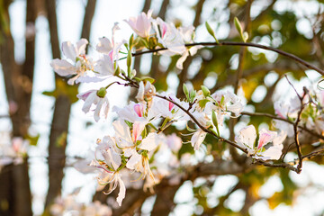 Beautiful white blooming Mountain ebony flower, Orchid flower, Purple bauhinia